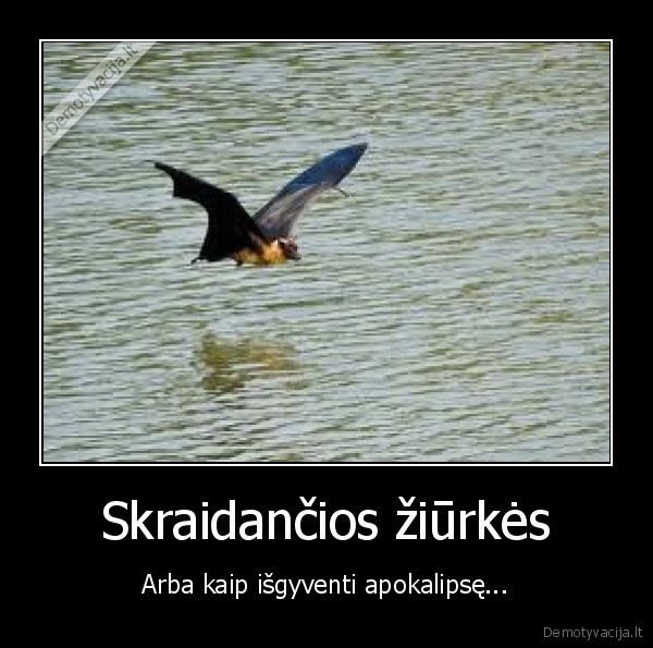 Skraidančios žiūrkės