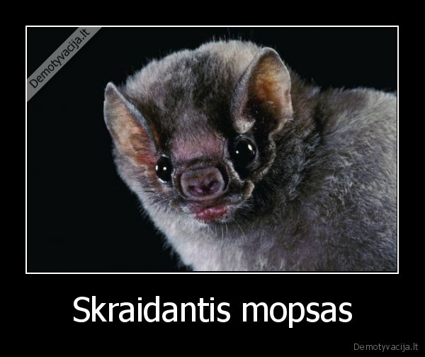 siksnosparnis,mopsas,skraidyti