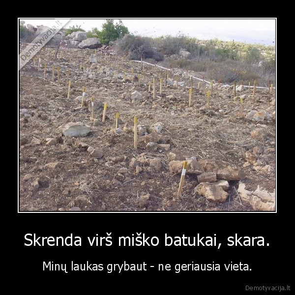 minu, laukas,grybai,miskas,batai,skara,vieta