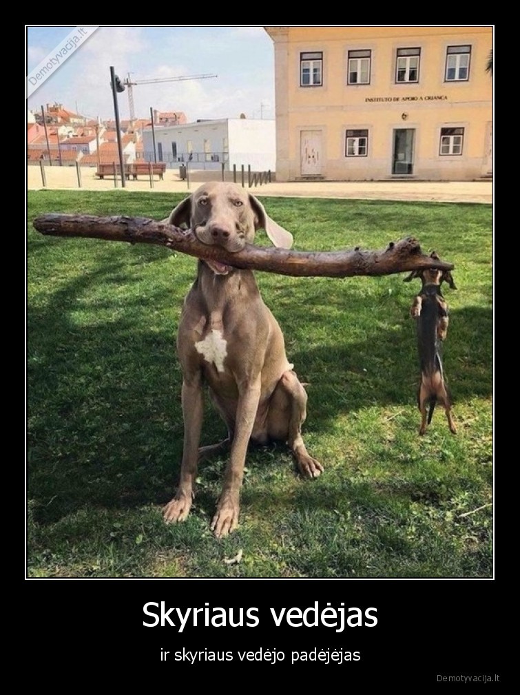 skyriaus, vedejas,sunys,suniukai,suo,suniukas,lazda