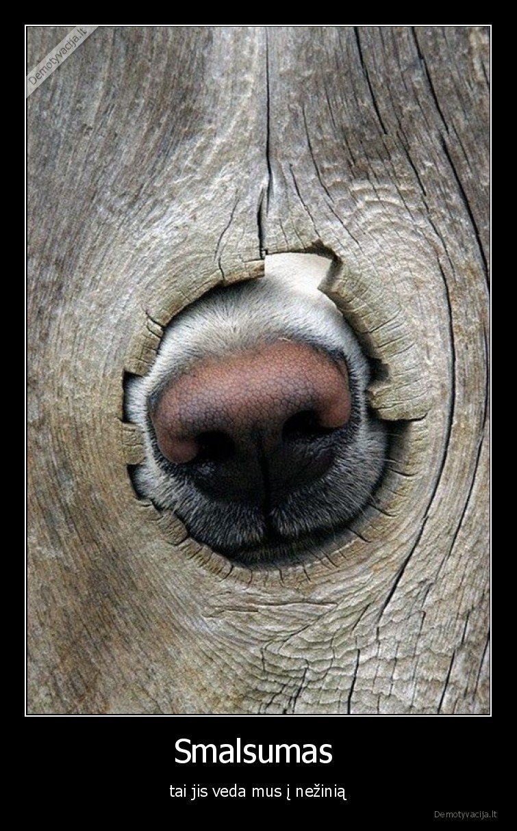 smalsumas,nezinia,veda,nosis,suo