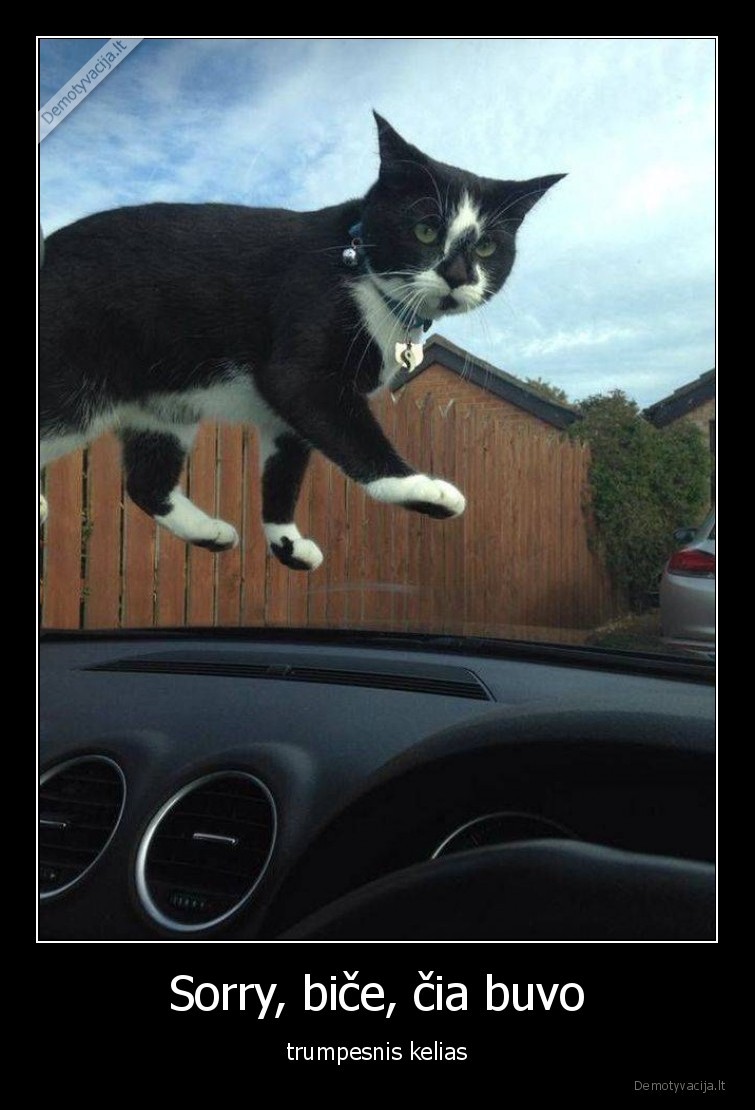 katinai,kates,augintiniai,gyvunai,stiklas