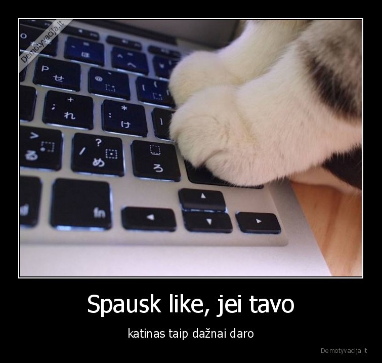 katinas,klaviatura,mygtukai