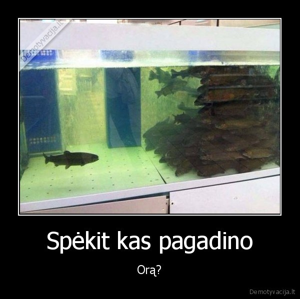 pagadino, ora,zuvys,akvariumas