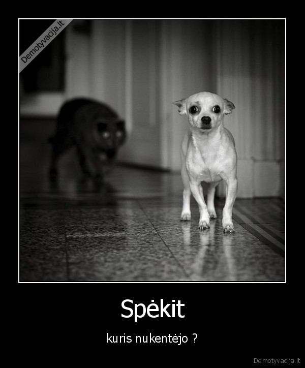 nuo, kates, tam, suniui, zopa