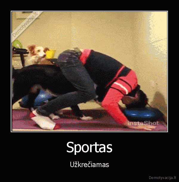 sportas,sunys,dresura