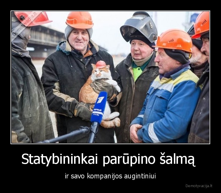katinai,kates,statybininkai,salmas,apsauga