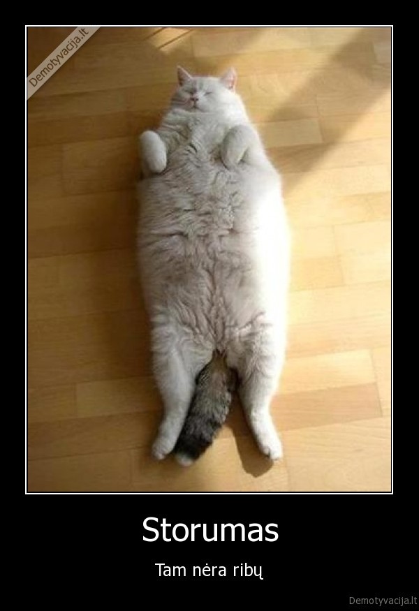 kates, mielos, grazu, zavu