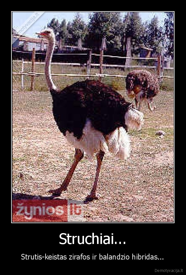Struchiai...