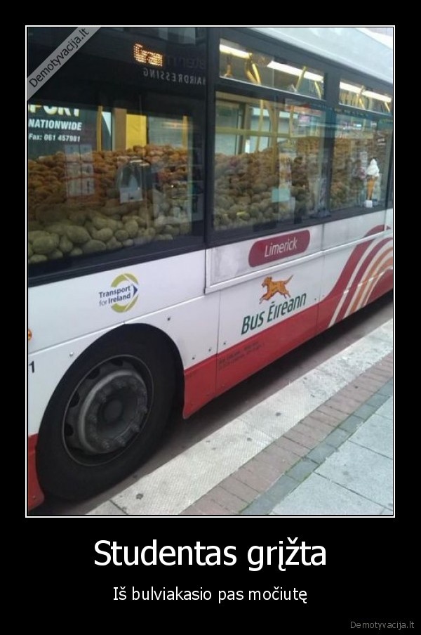 bulviakasis,bulviu, kasimas,autobusas, pilnas, bulviu