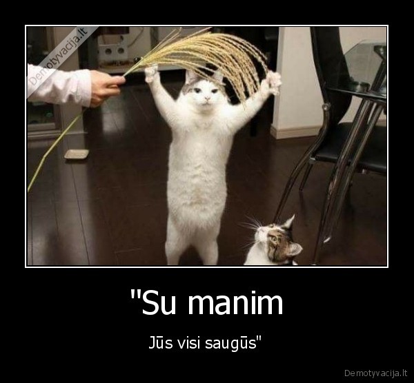 kate,katinas,saugumas