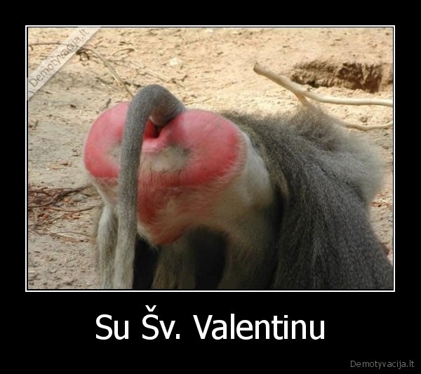 valentinas, vasaris, sv., gyvunai, funny, n, 18, uzpakalis