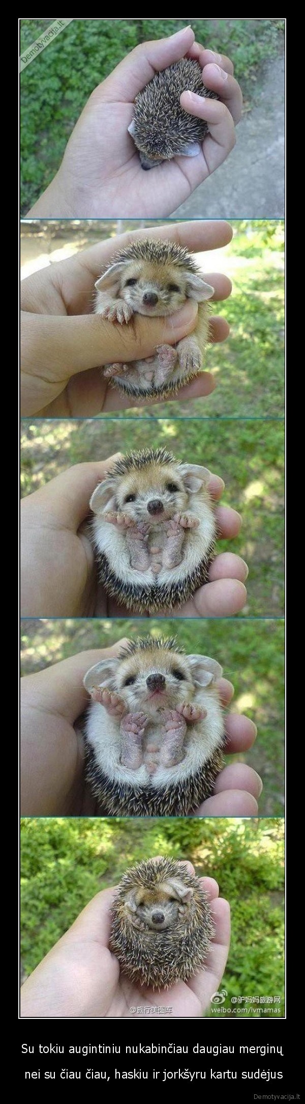 Su tokiu augintiniu nukabinčiau daugiau merginų