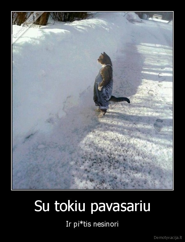 morcius,juokingas, katinas,pavasaris, lietuvoje