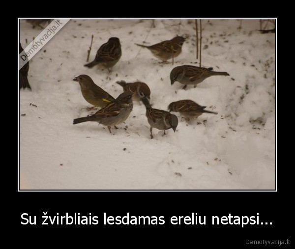Su žvirbliais lesdamas ereliu netapsi...