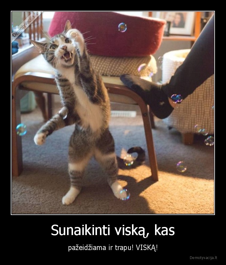 katinas,sunaikinti,burbulai,muilo
