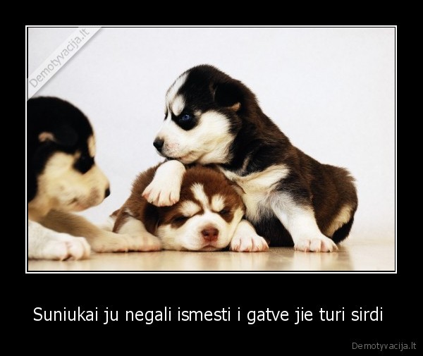 Suniukai ju negali ismesti i gatve jie turi sirdi 