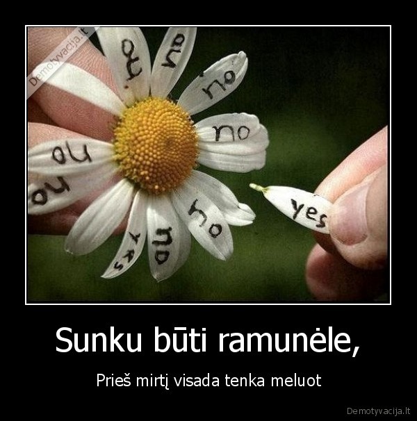 Sunku būti ramunėle,