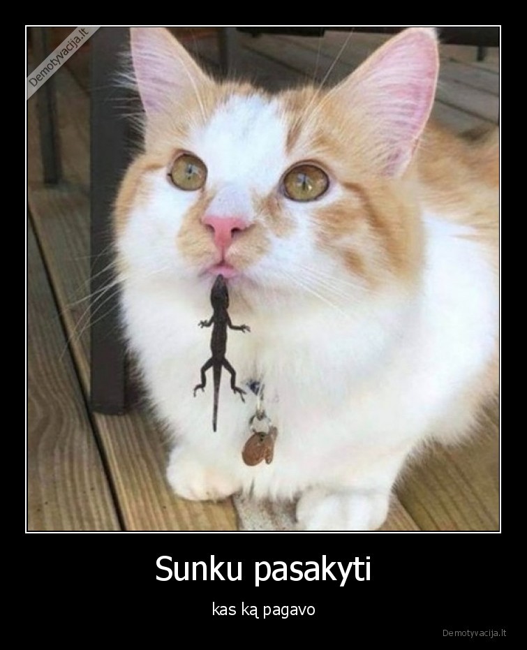 sunku,pasakyti,katinas,pagavo,driezas