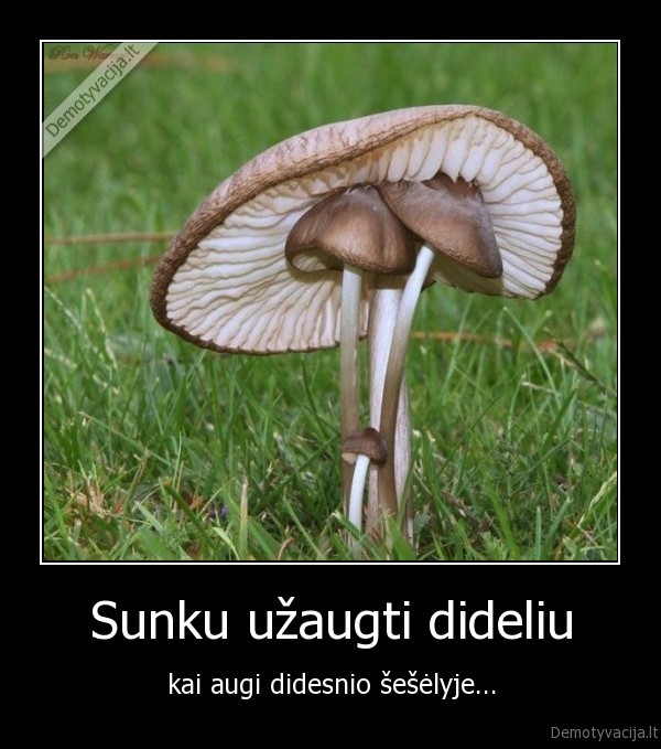 gryba,grybas,gyvenimo, ismintis