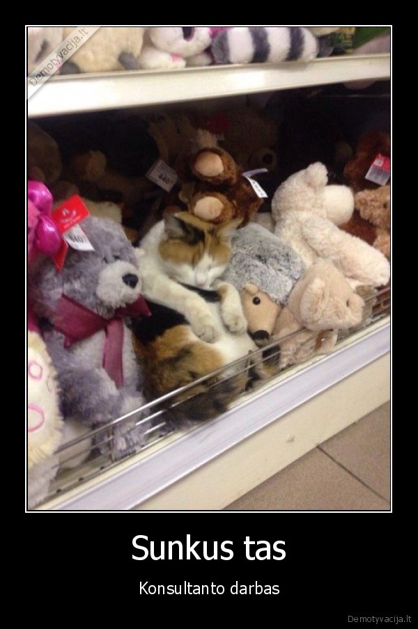 parduotuves, konsultantas,katinas, miega,pliusiniai, zaislai