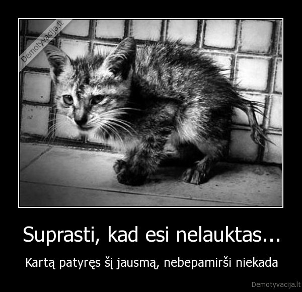 kaciukas,kate,katinas,nereikalingas