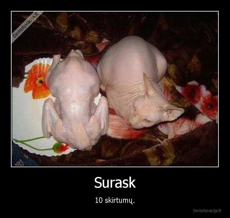 skirtumai,kate,vista