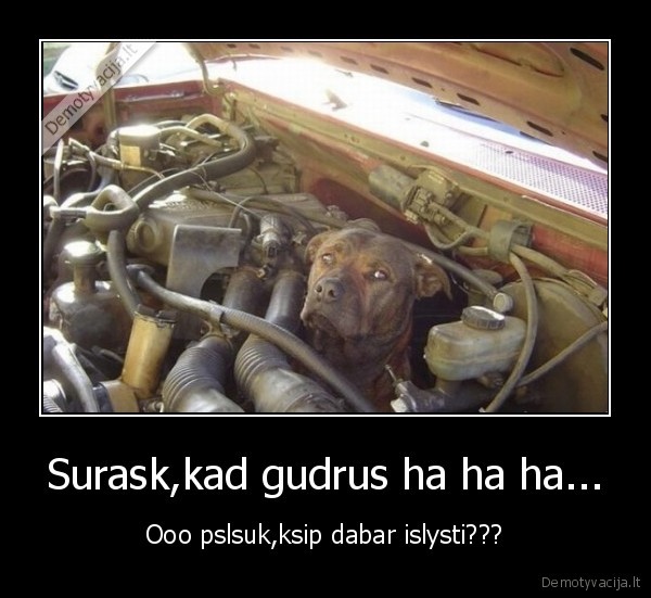 Surask,kad gudrus ha ha ha...