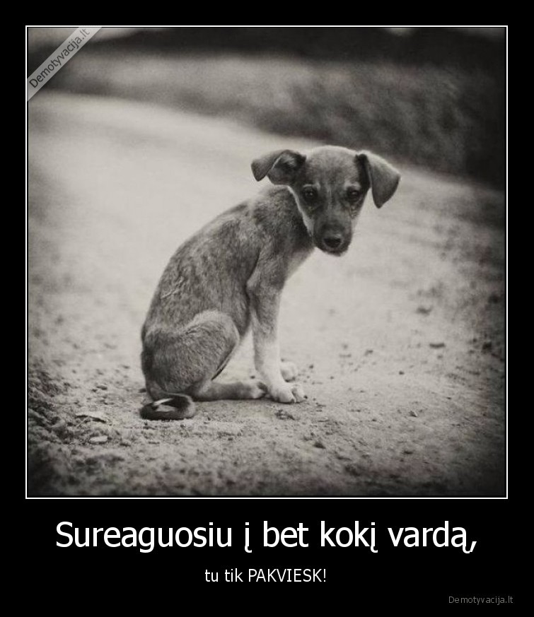 suniukas,benamis,liudna,suo