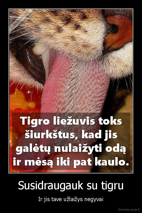 idomus, faktas,tigro, liezuvis