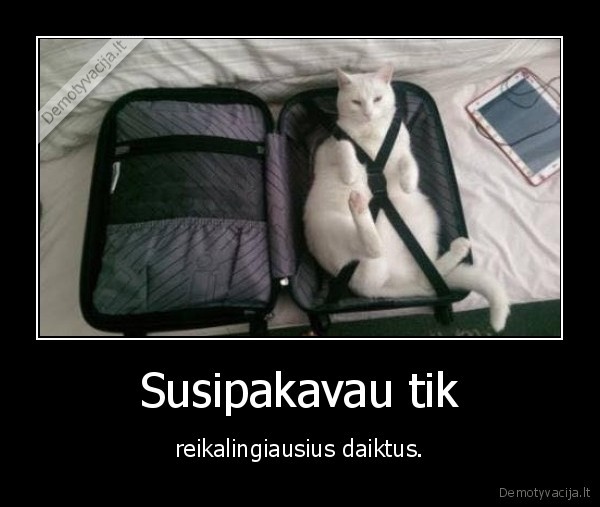 kate,katinas,kelione,lagaminas