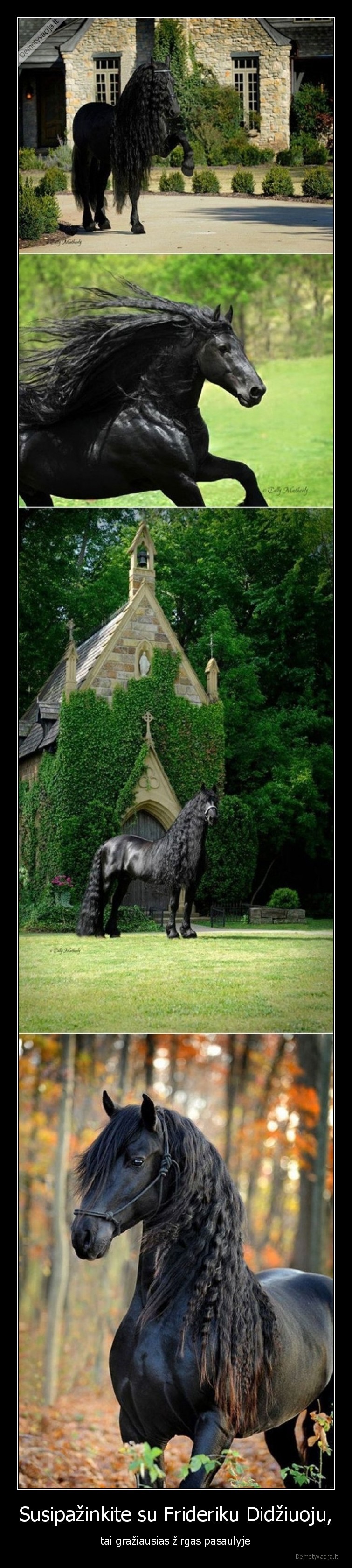 zirgas,graziausias,friderikas, didysis