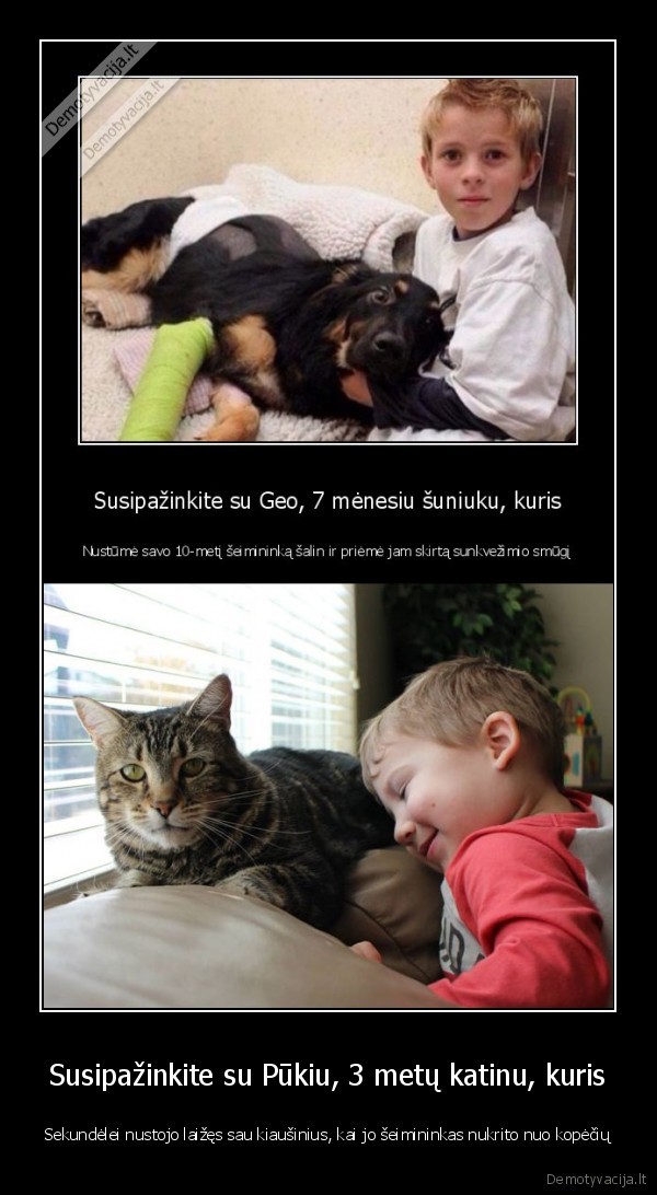 pukis,savanaudis, katinas