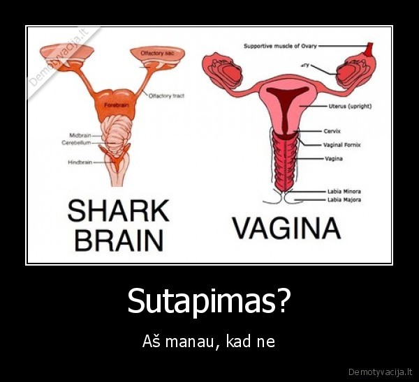 shark, ir, vagina