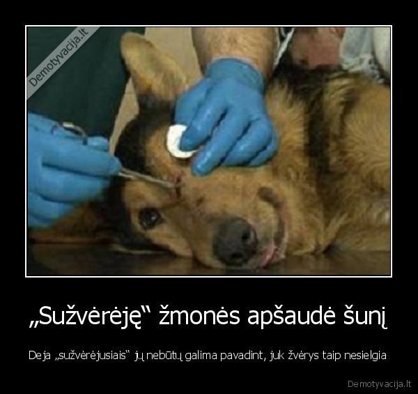 susaudyt, pacius, per, mazai, butu