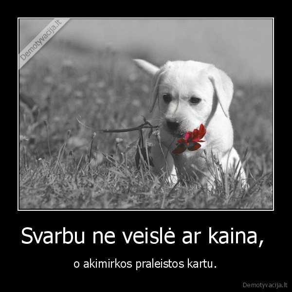 Svarbu ne veislė ar kaina, 