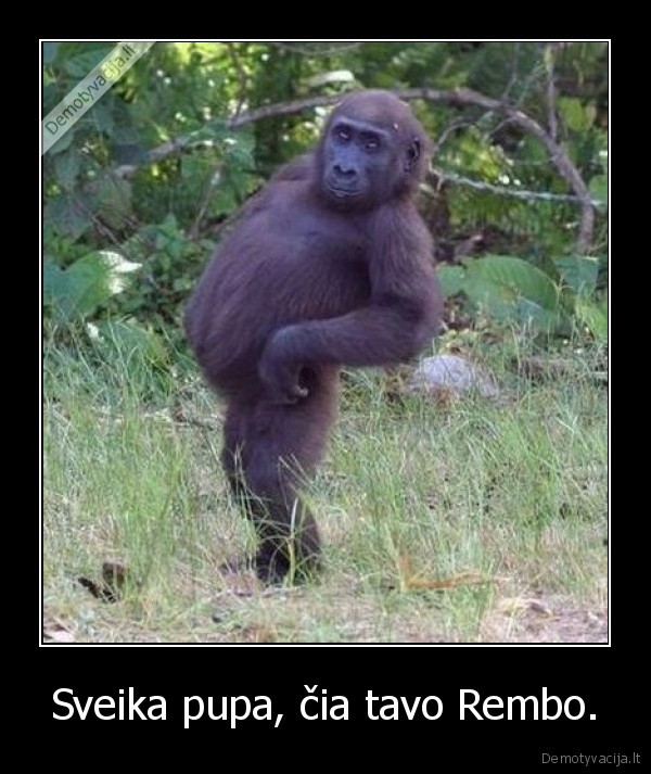 rembo, remas, kietas, bicas