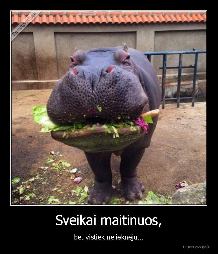 hipopotamas,lieknas,dieta