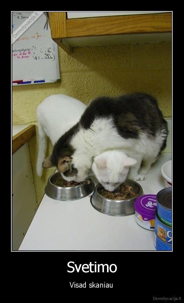 katinai,kaciu, maistas