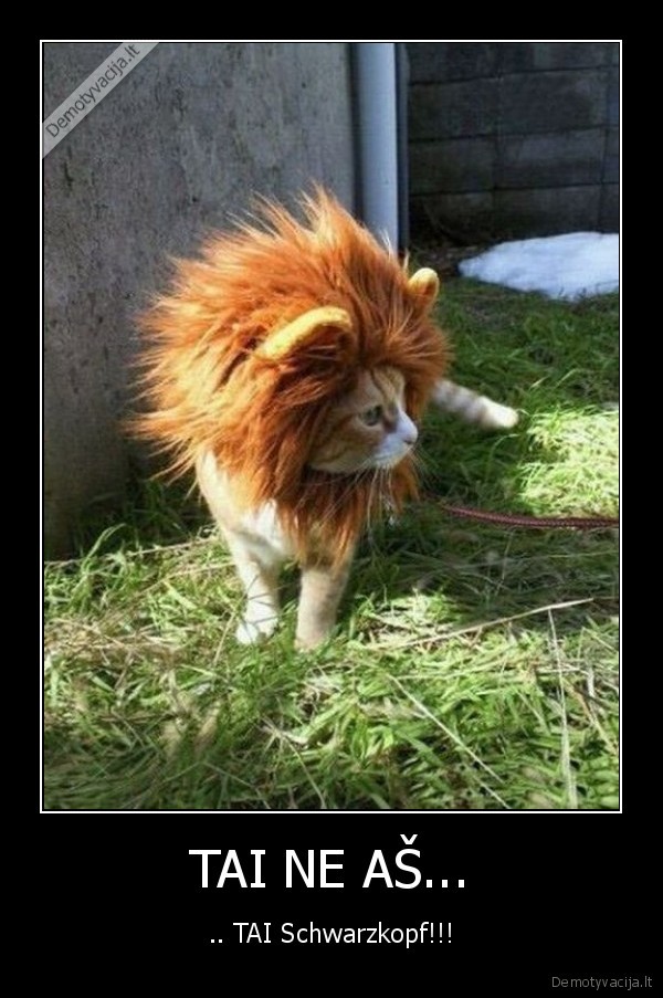 tai,ne,as,liutas,sampunas,plaukai,kaciukas