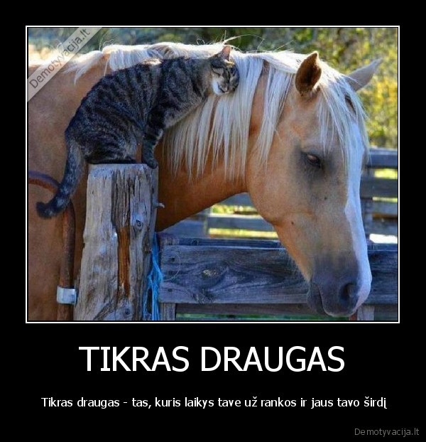 TIKRAS DRAUGAS