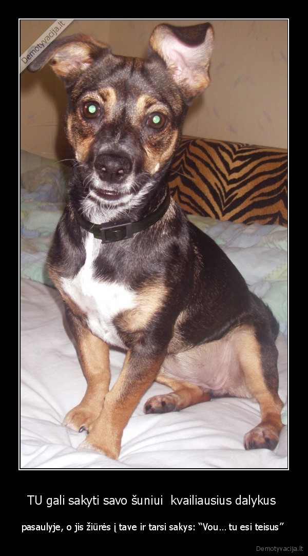 gyvunai,suo,geriausias, draugas