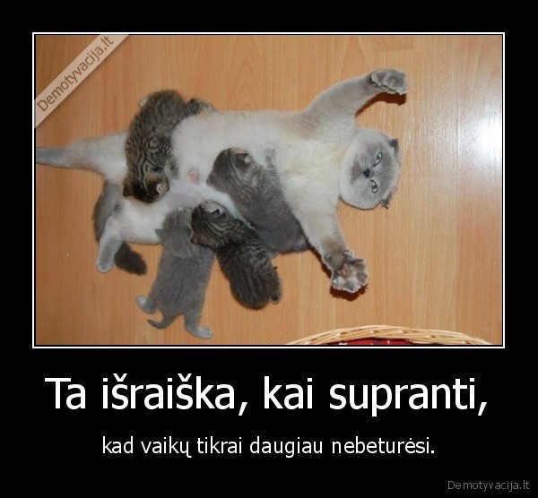 kate,katinas,kaciukai,vaikai