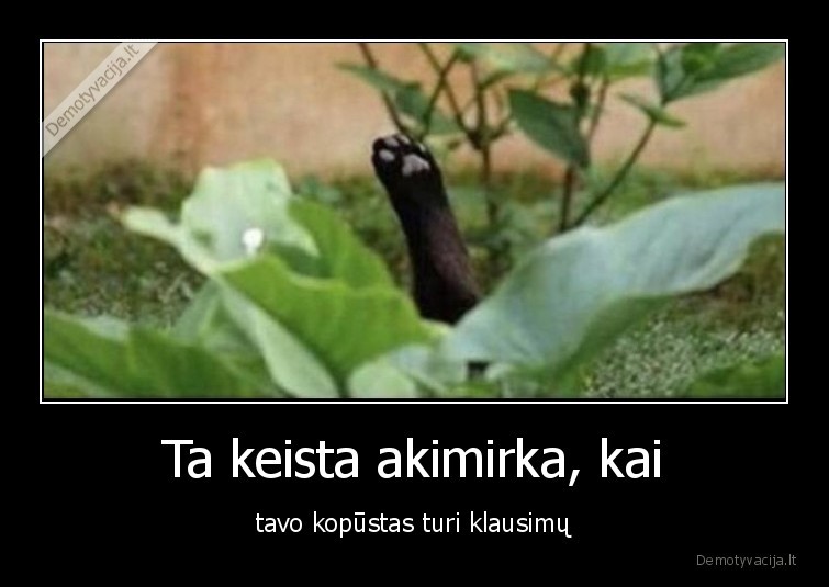 kopustas,klausimas,letena,katinas