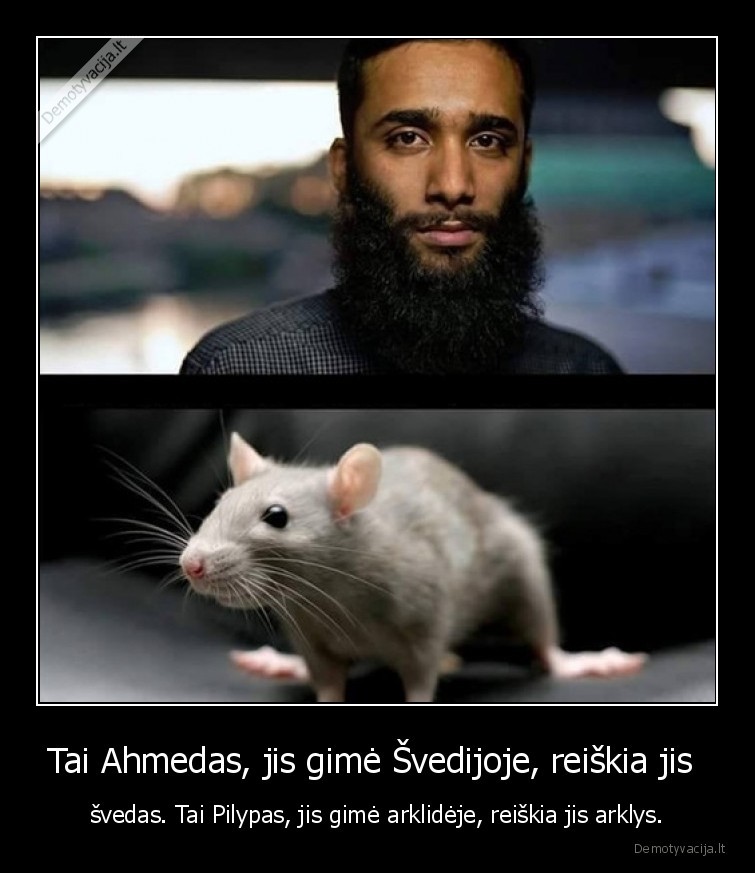 ahmed,musulmonai,svedija,pele,arklys