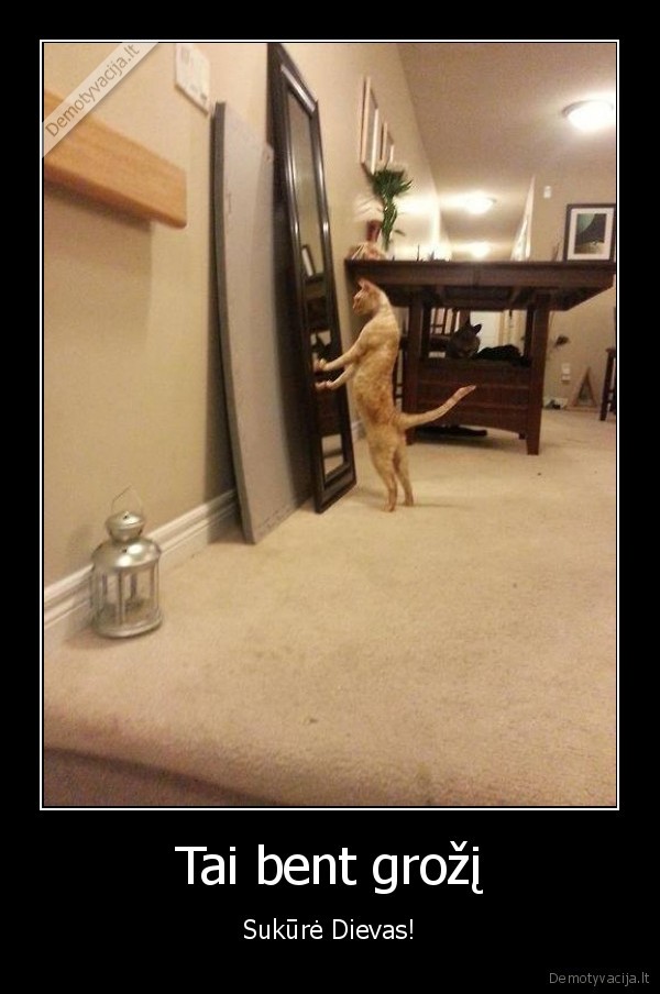 katinas,veidrodis,grozis