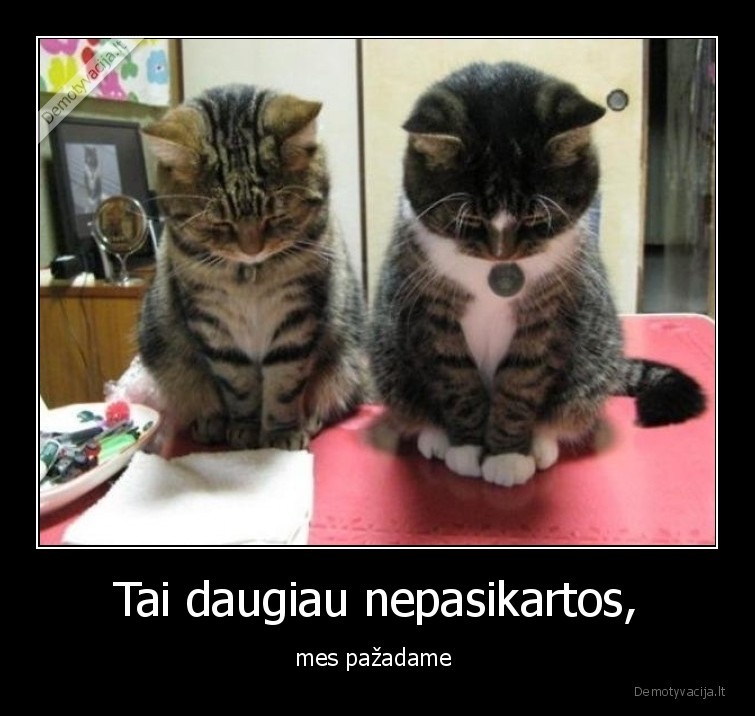 katinai,kaciukai,atgailauja