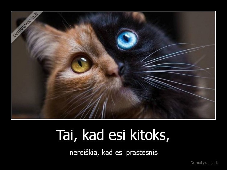 katinas,kitoks,grazu