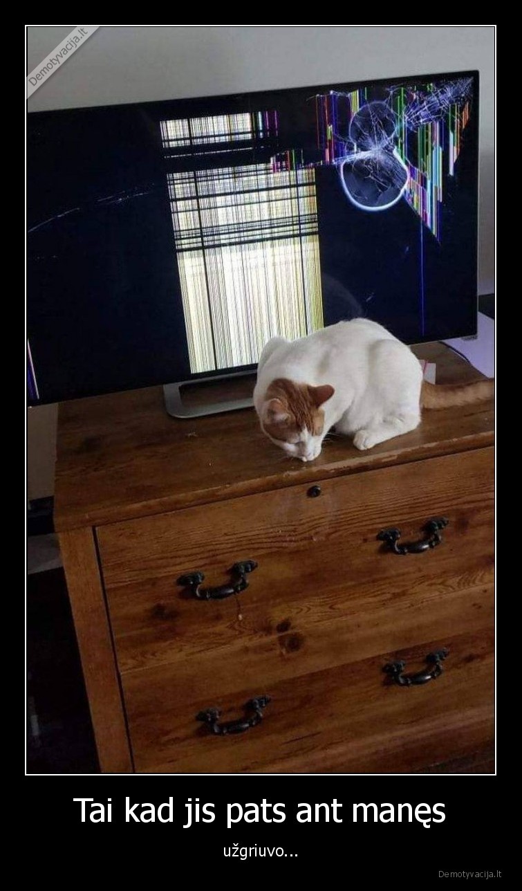 televizorius,katinas,sudauze