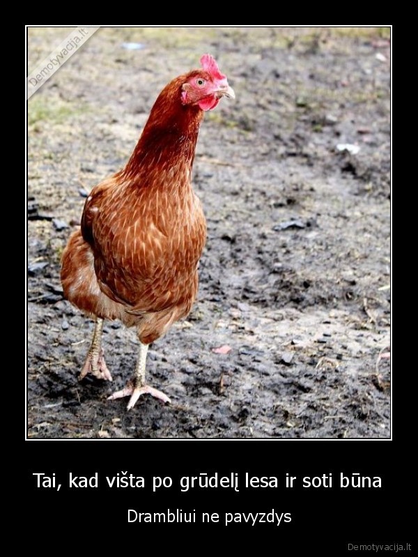 vista,dramblys,darom